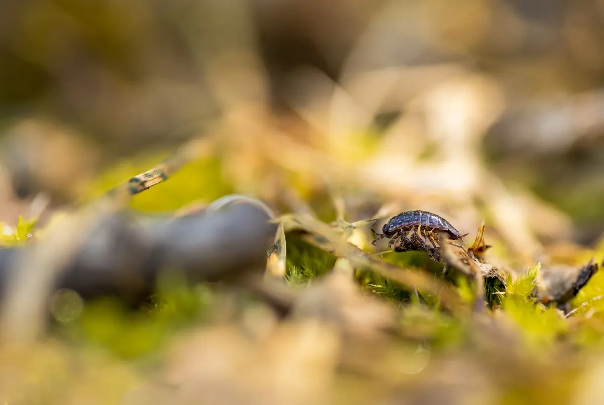 Macrophotographie