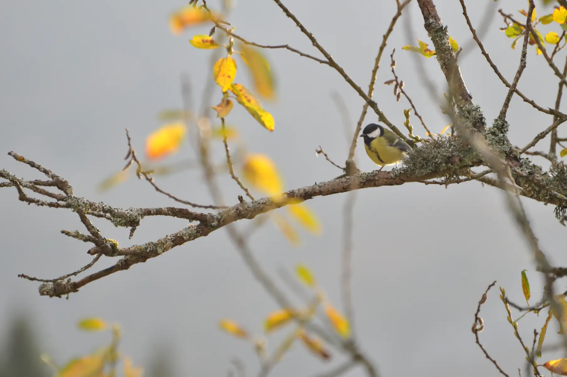 Mésange charbonnière posée sur une branche.