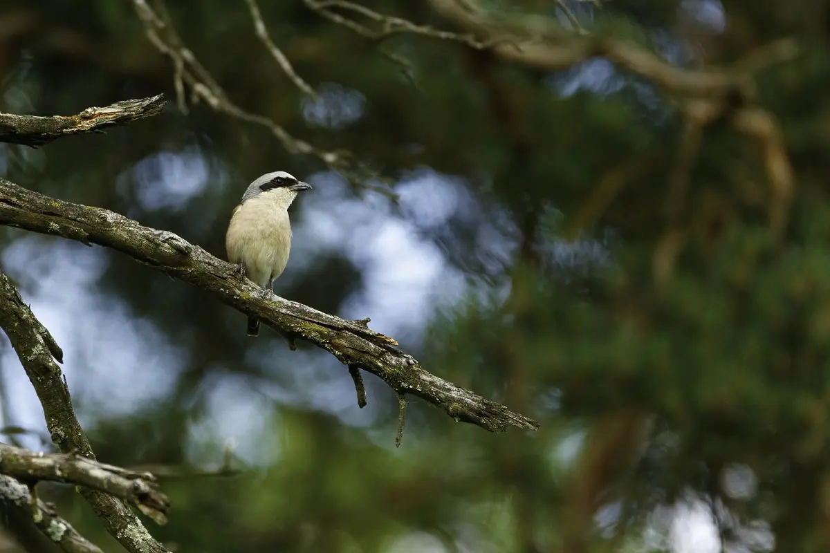 Photo animalière