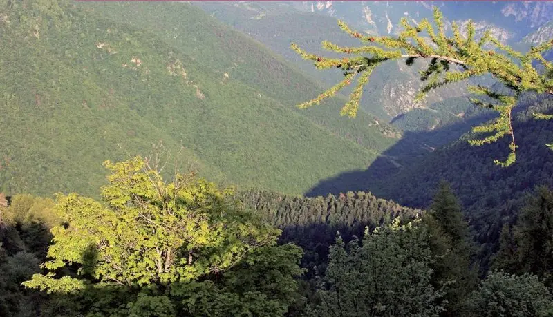 L'Authion versant de la Roya, le vallon descendant à Moulinet et ses forêts