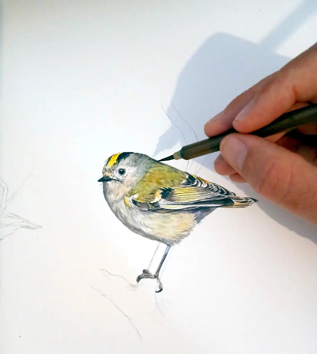 dessin naturaliste aquarelle