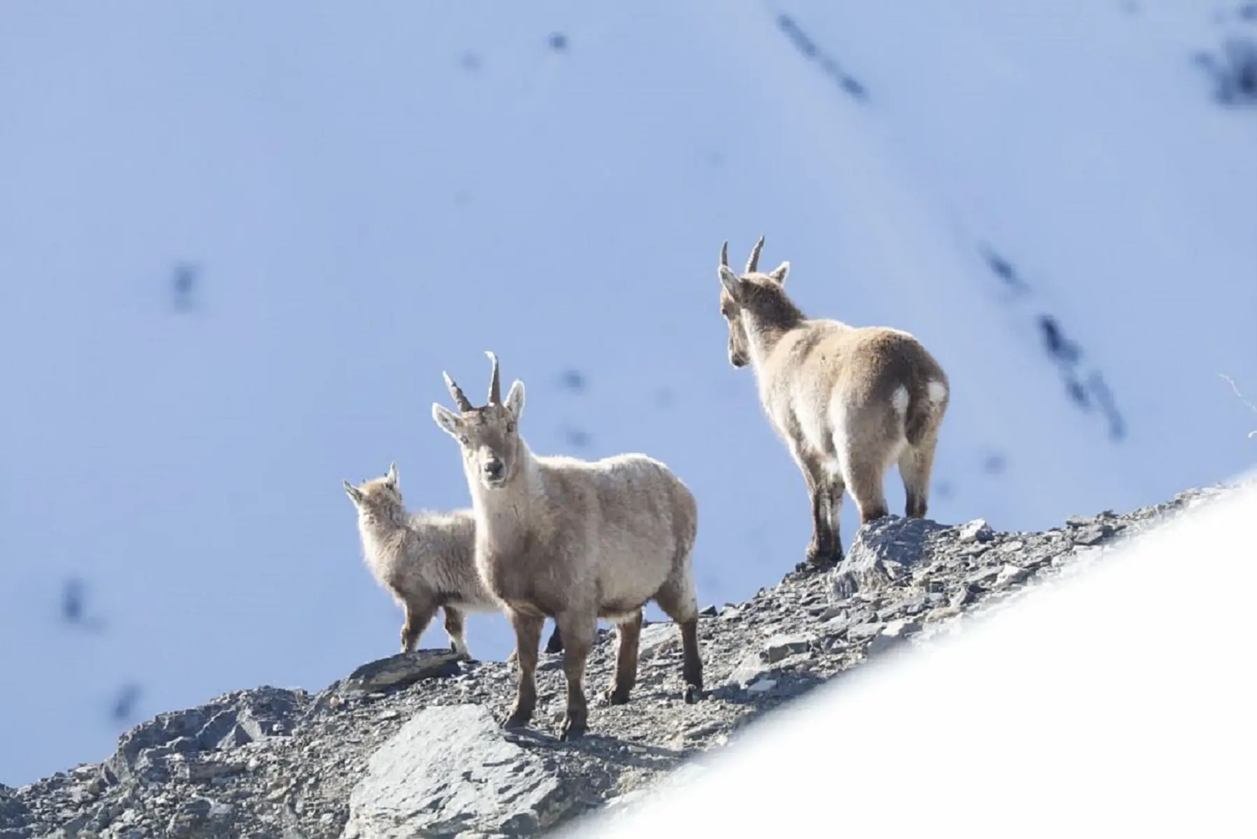 cabri et étagnes hiver