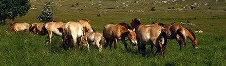 Chevaux de Przewalski