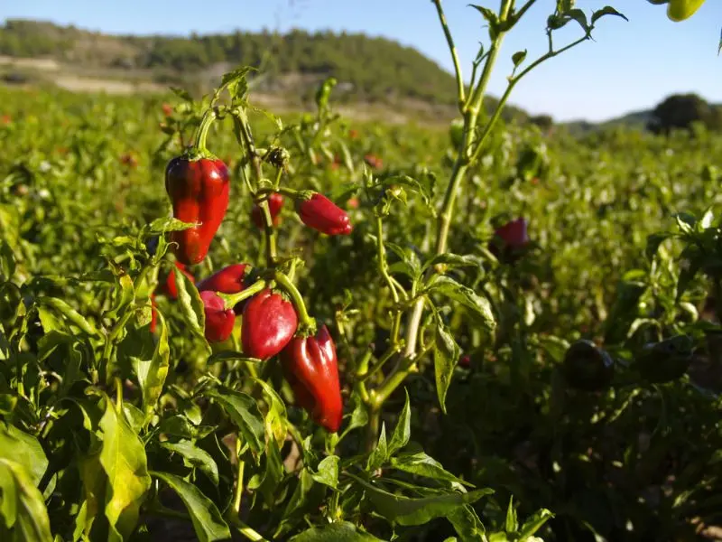 Piments et montardes du Périgord