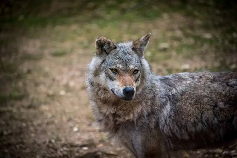 PCU_Arrivee_Loups 1_L-Taiga - DAN_2570_Web_Parc du Thot_Thonac_mai 2017© Dan Courtice©Semitour Périgord