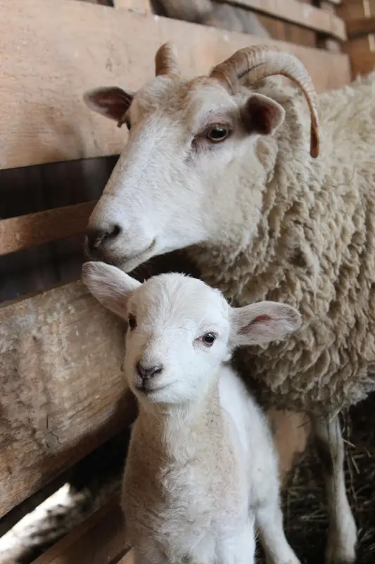 mgosv1830-sheep