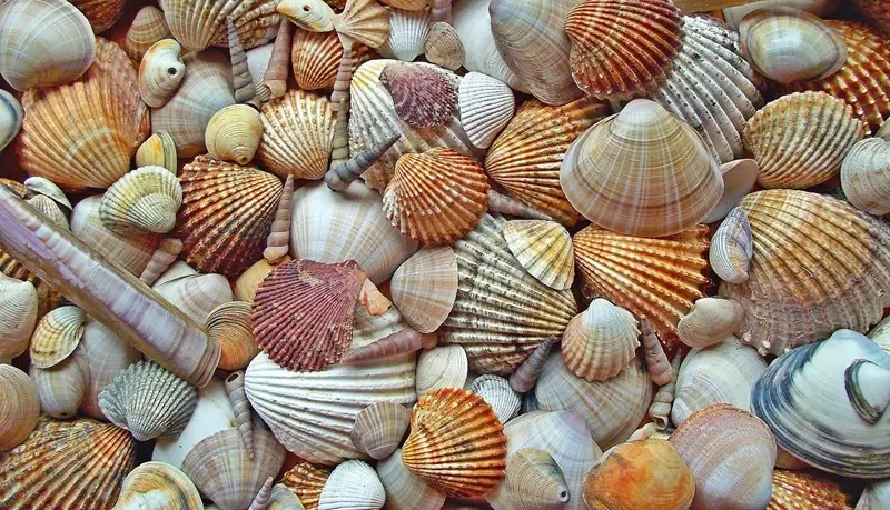 mrgajowy3-seashell