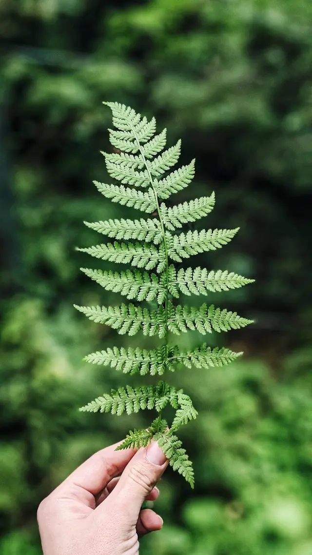 olena-bohovyk-r0M9HrfJMBM-unsplash