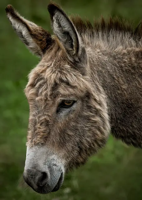 ambquinn-donkey-8325961_640