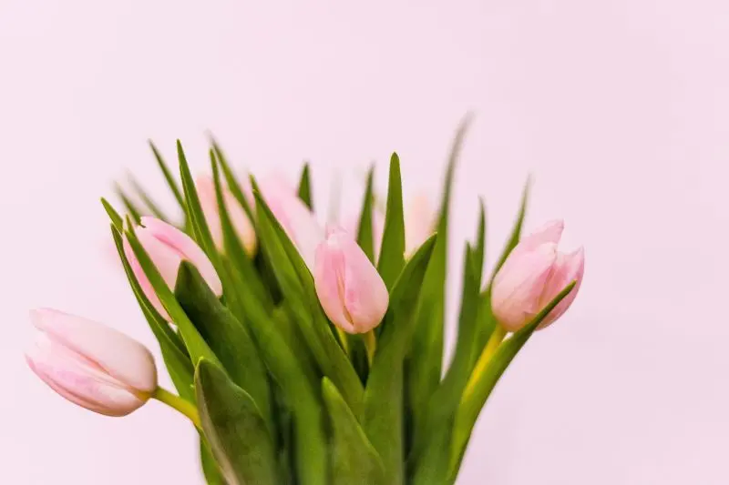 artiom-vallat-9VnlfOUf2DI-unsplash©Artiom Vallat sur unsplash