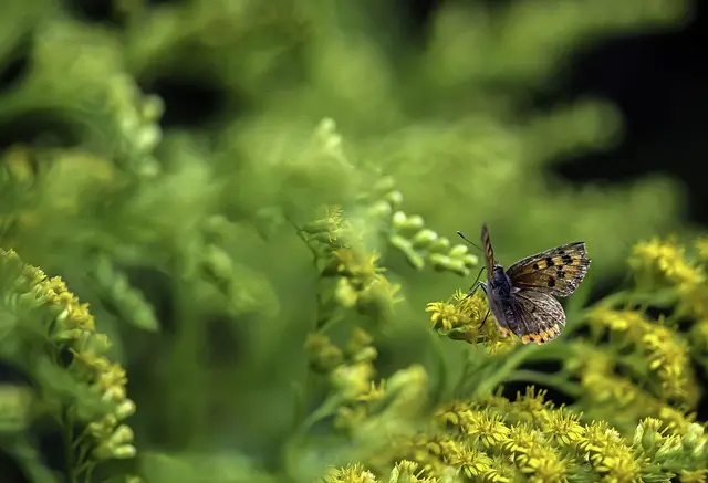 butterfly