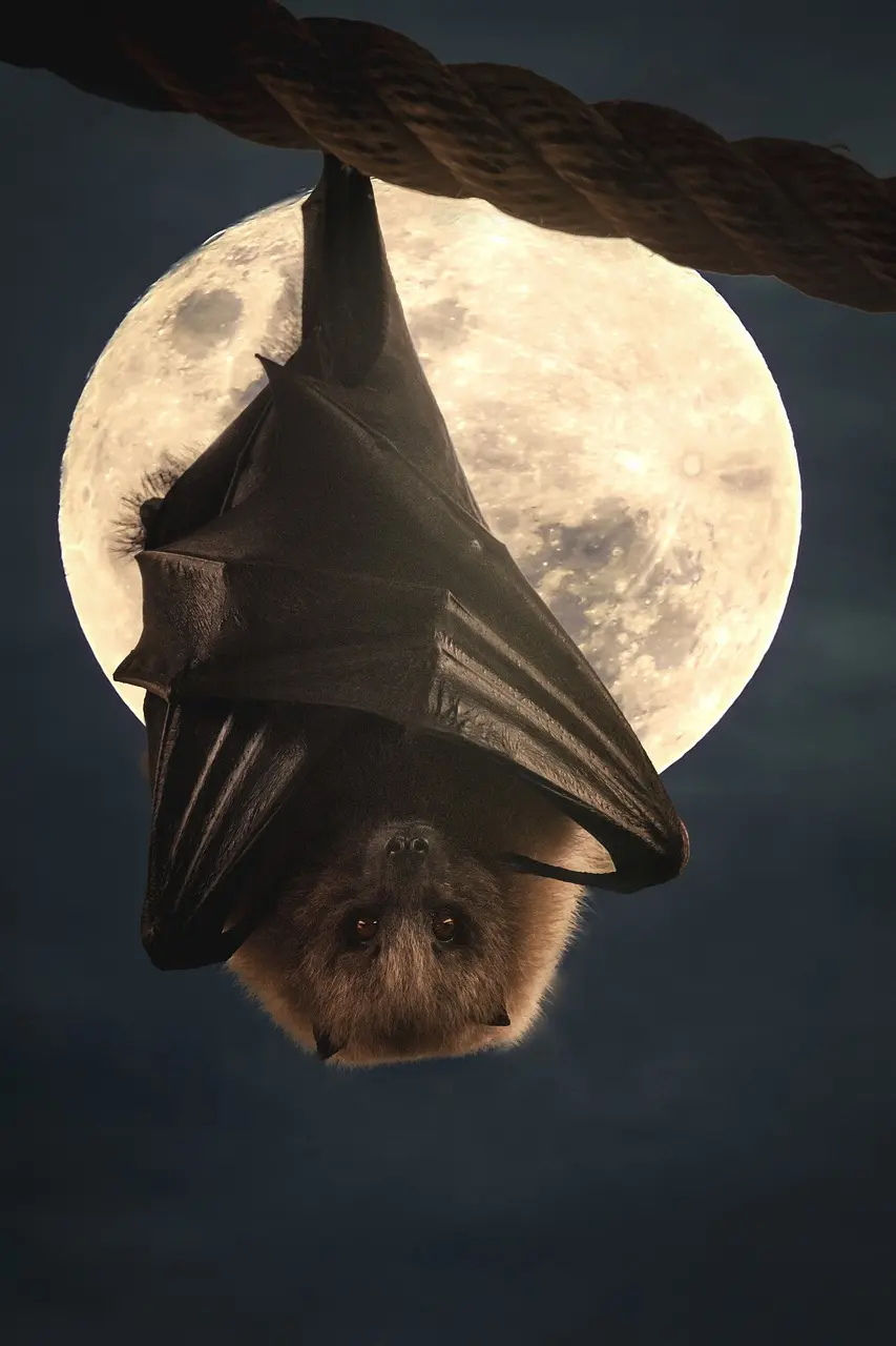 bat@ELG21