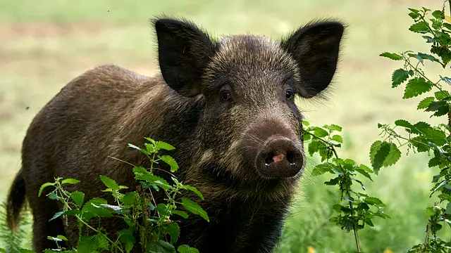 boar-8217824_640