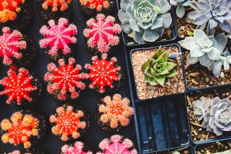cacti©Pexels de Pixabay