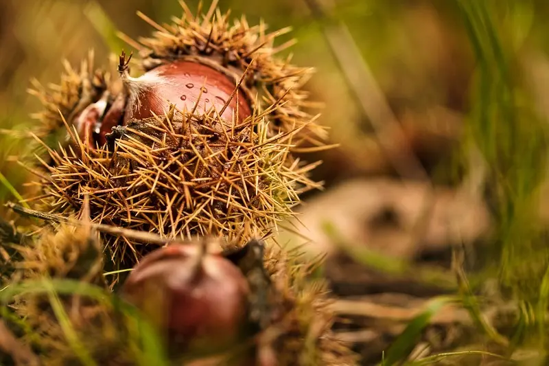 chestnut©Nico Franz de Pixabay