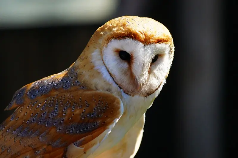 closeup-shot-cute-white-brown-owl-blurred-background