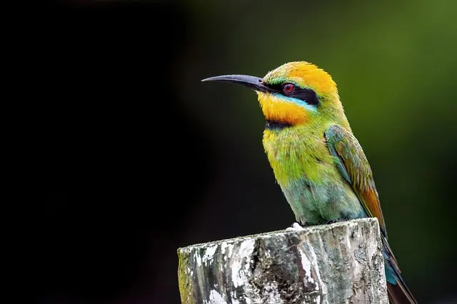 davidclode-bee-eater-9256610_640 (1)