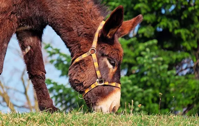 donkey-1268897_640