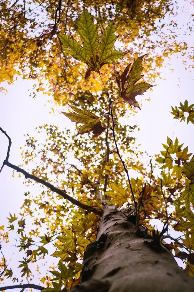 ehsan-eslami-qTIKSw4eD_k-unsplash