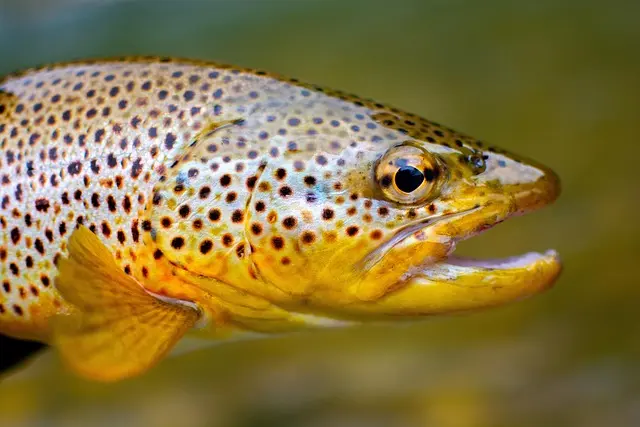fish