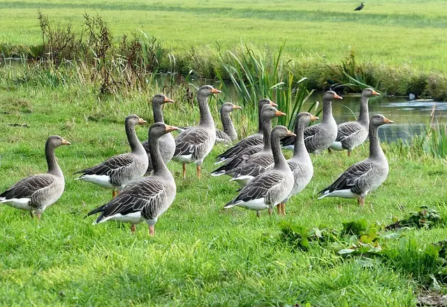 geese-7898732_640