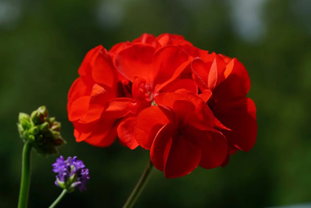 geranium-4333041_1280