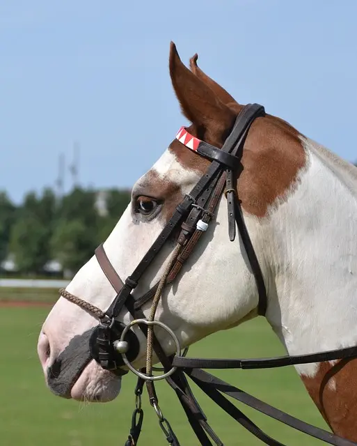 horse-2651713_640
