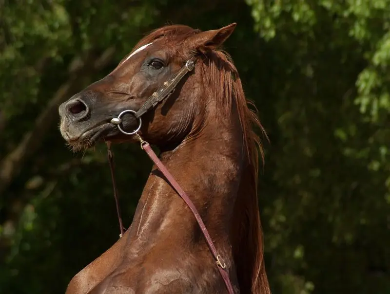 horse©Jacqueline Macou de Pixabay