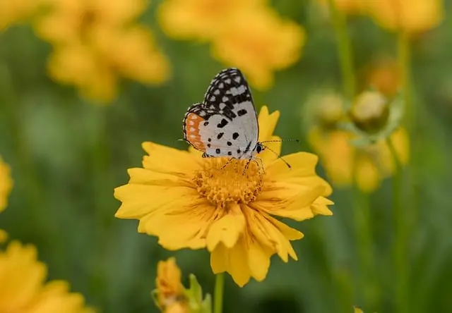 indian-red-pierrot