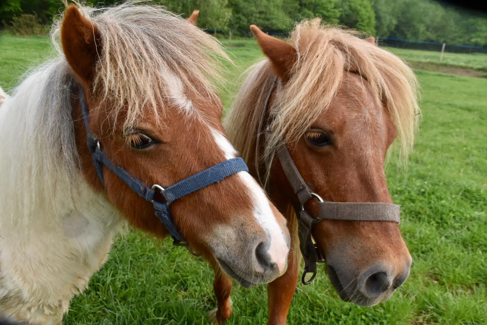 jaclou-dl-ponies-and-shetlands-5092701