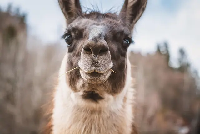 lama-7024125_640