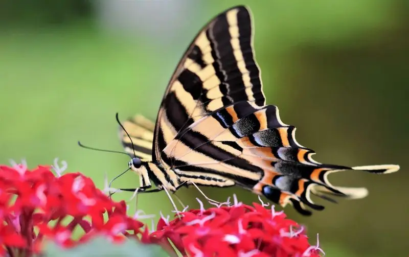 ralphs_fotos-swallowtail-butterfly©Ralph de Pixabay