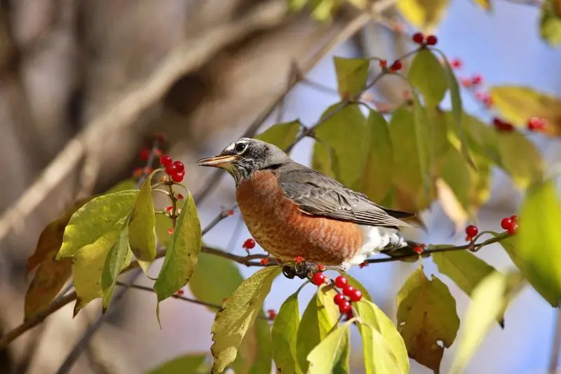 robin©Lori de Pixabay