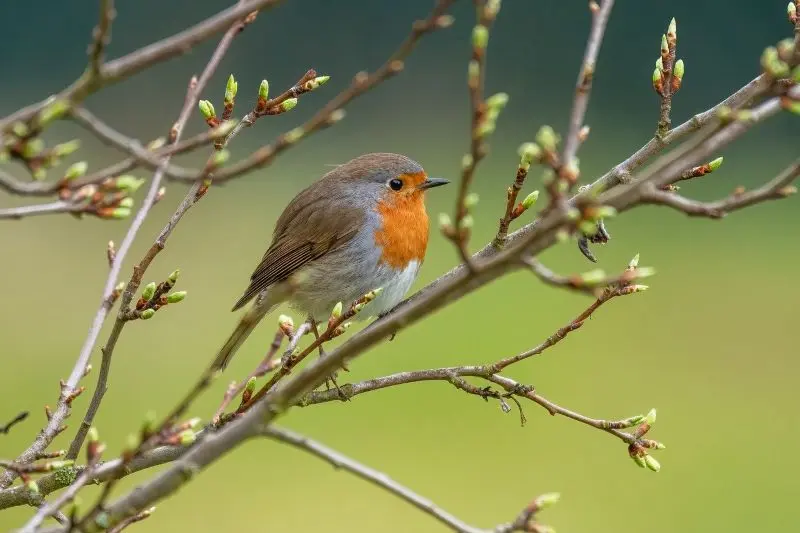 robin©Wilfried Wende de Pixabay