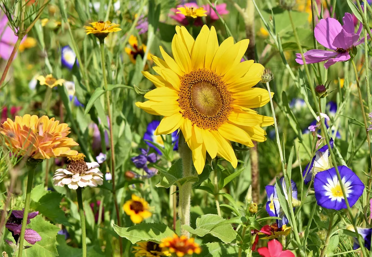sunflowe@Ralph de Pixabay
