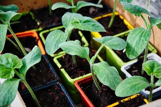 vegetable-garden-5104380_640