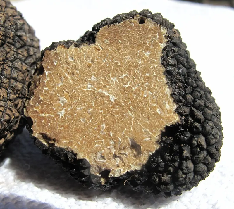 wikiimages-truffle