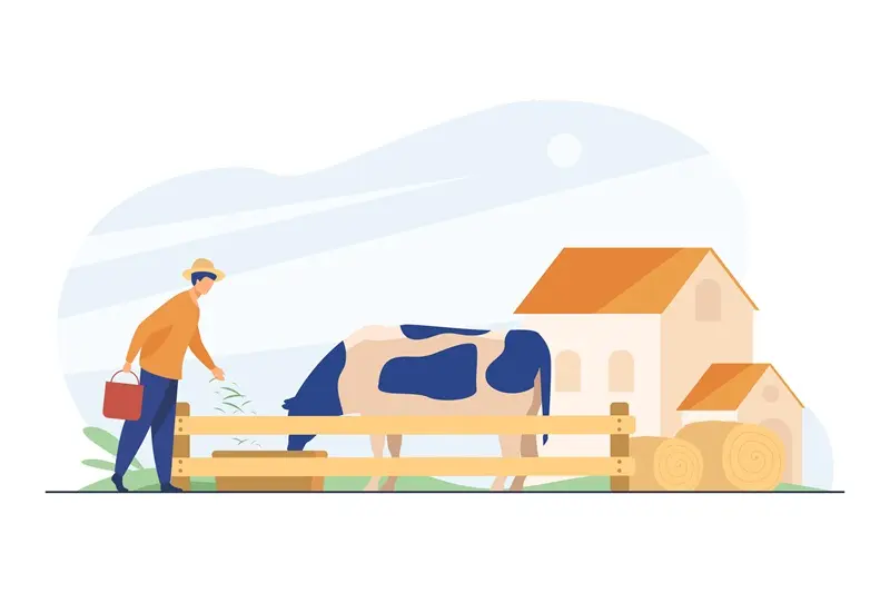 Farmer feeding cow with grass