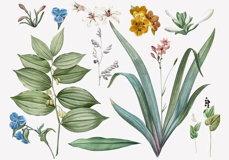 Set of flowers and plant illustrations