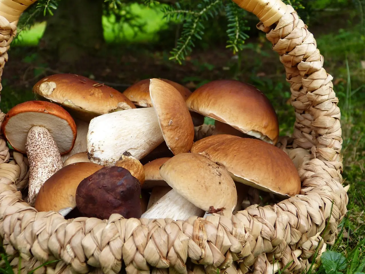 Champignons