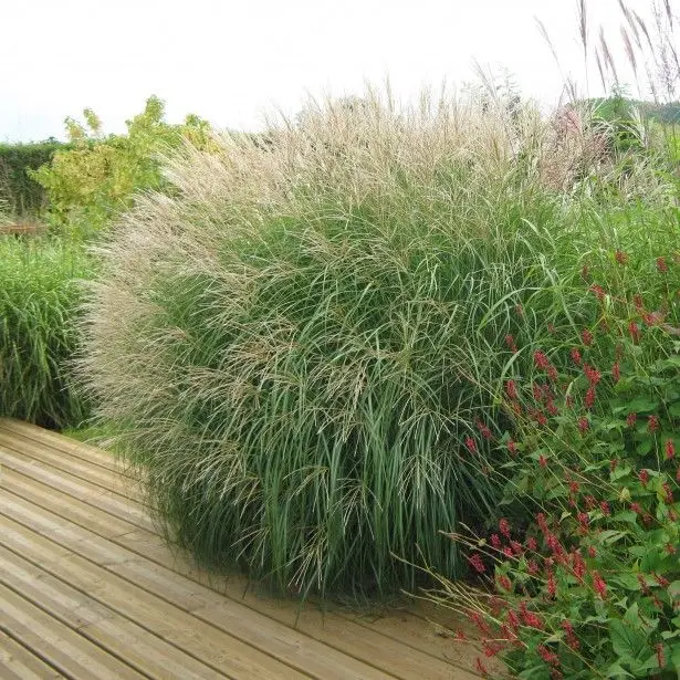 1 - Miscanthus-sinensis
