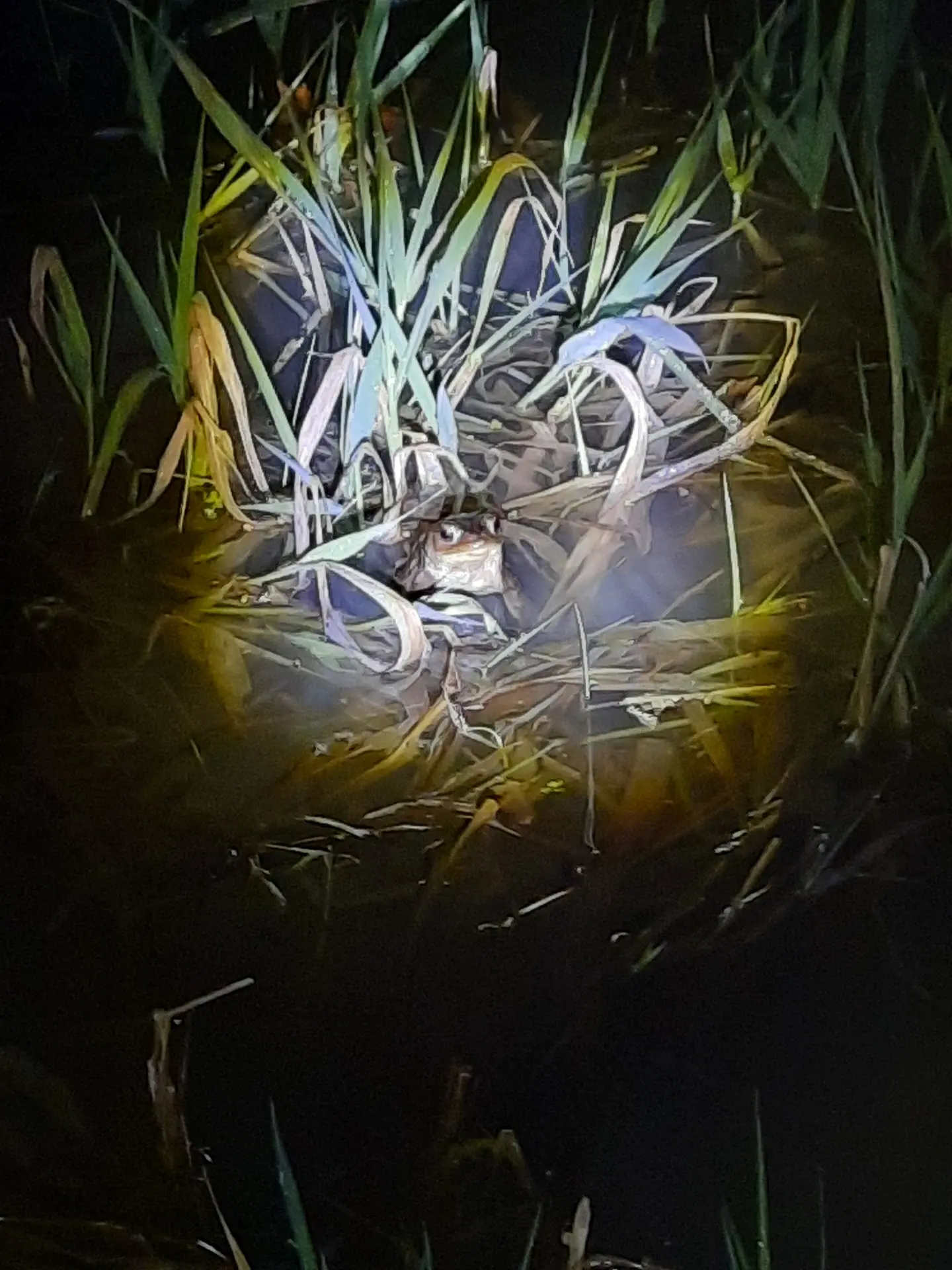 180323_vieamphibienne_rnr