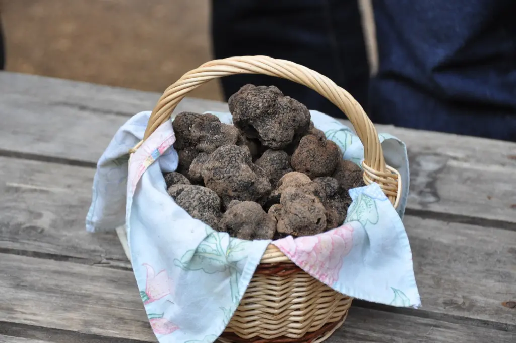 27-Panier de truffes Lot Tourisme-Christiane Roques