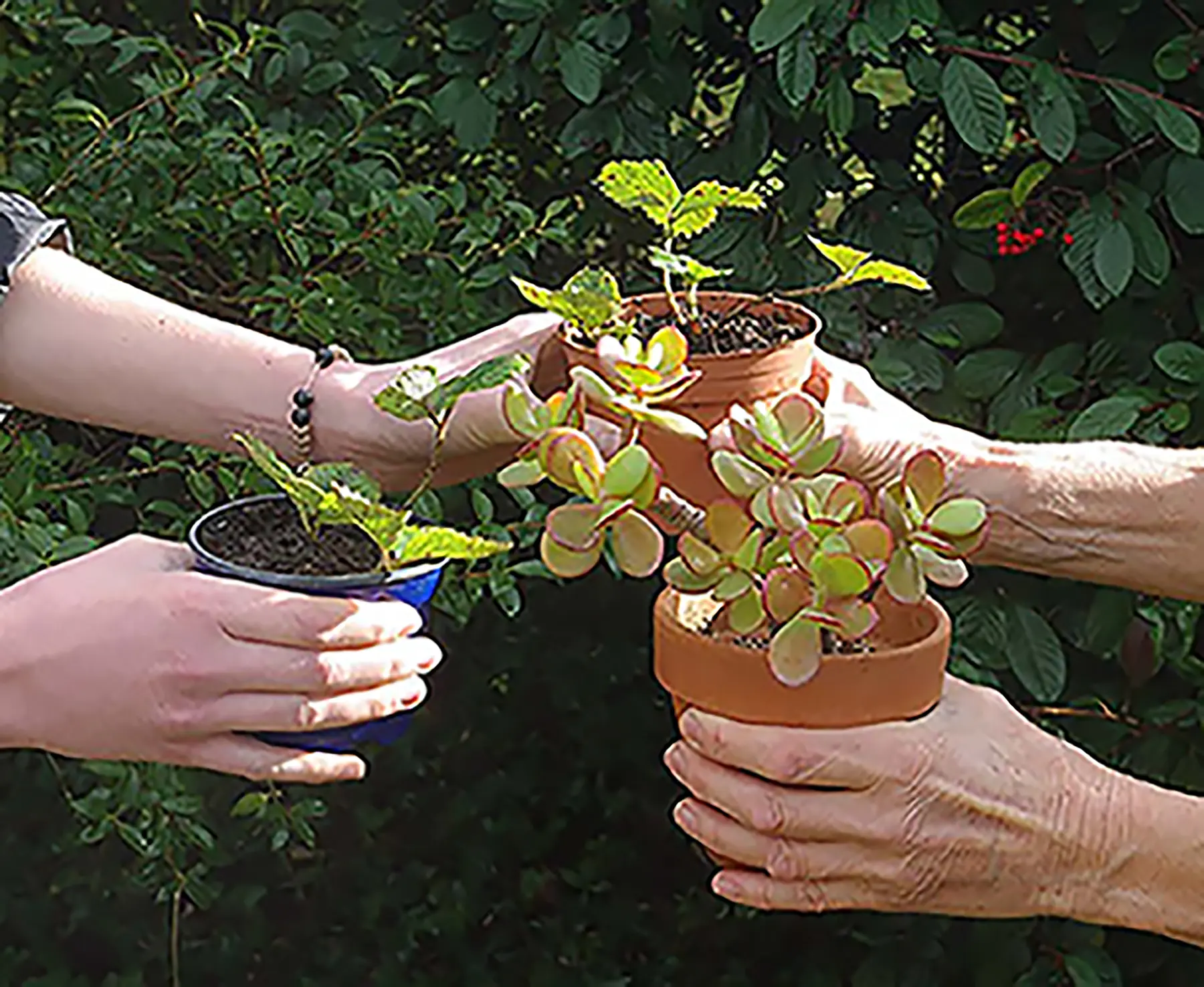 28 avril 2024 Troc Plantes Gignac Ensemble