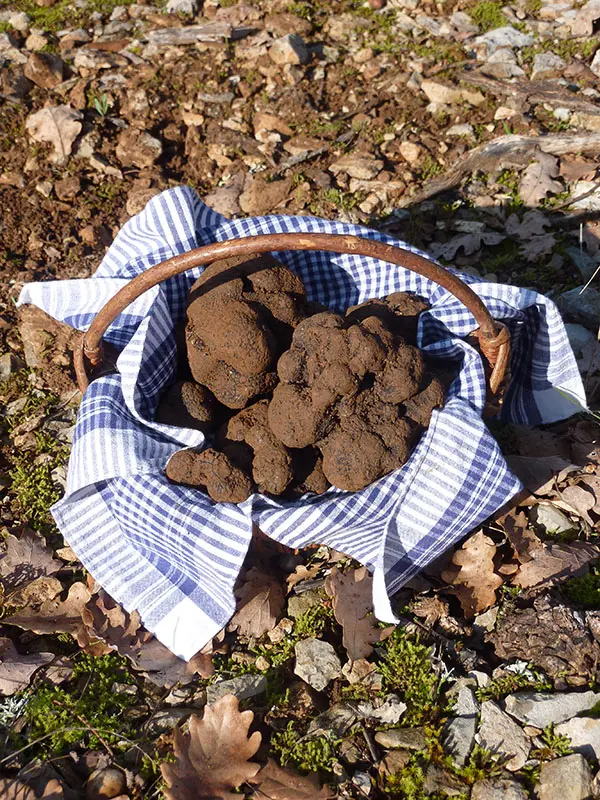 Truffes Passion
