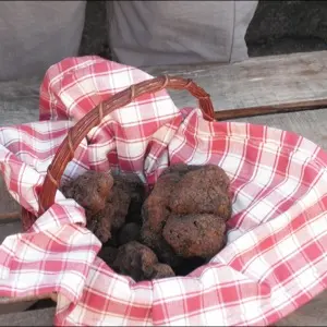 Truffe
