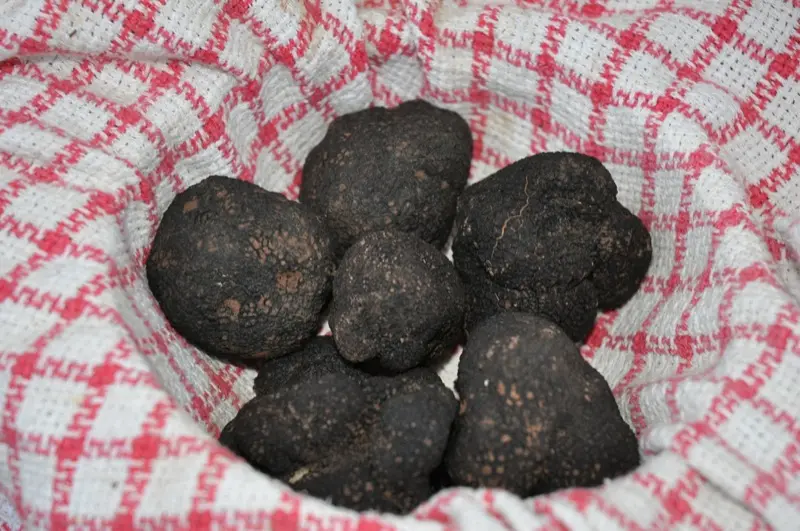 CabaneATruffe_Truffes