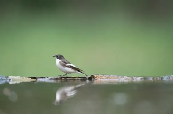 Sortie ornithologique autour de Beynat