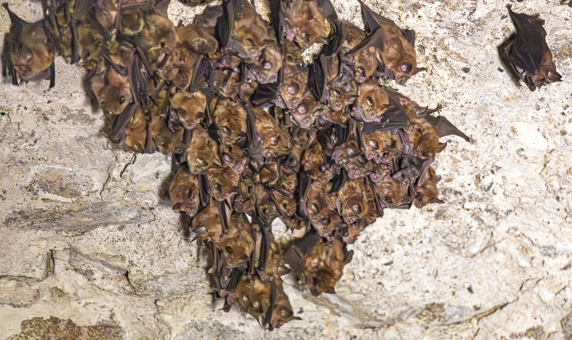 Chauves-souris@PhilippeLebrun(2)