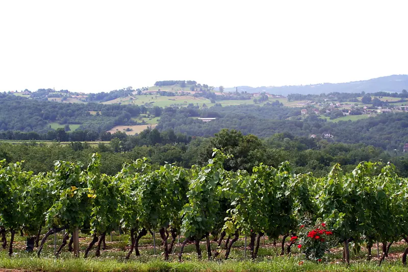 Glanes - Vue sur le Vignoble